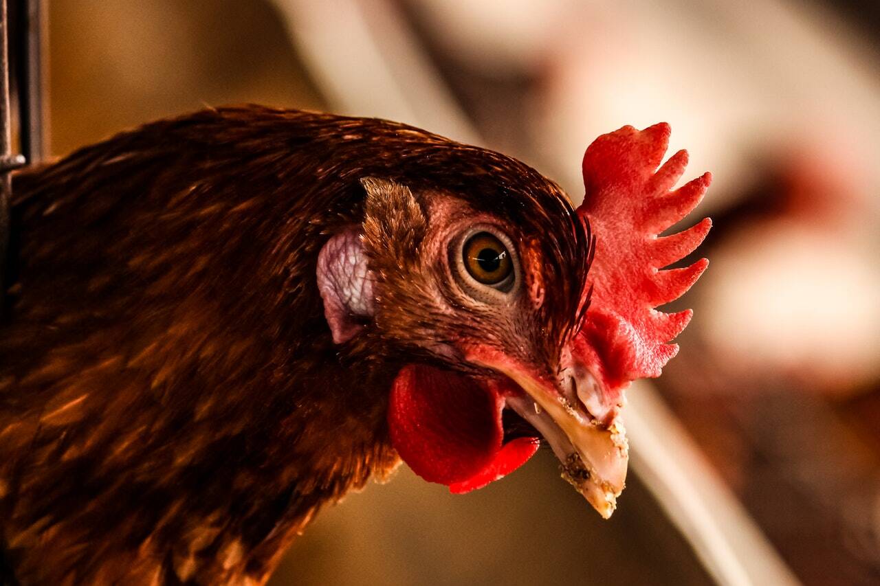 pexels-photo-1152659